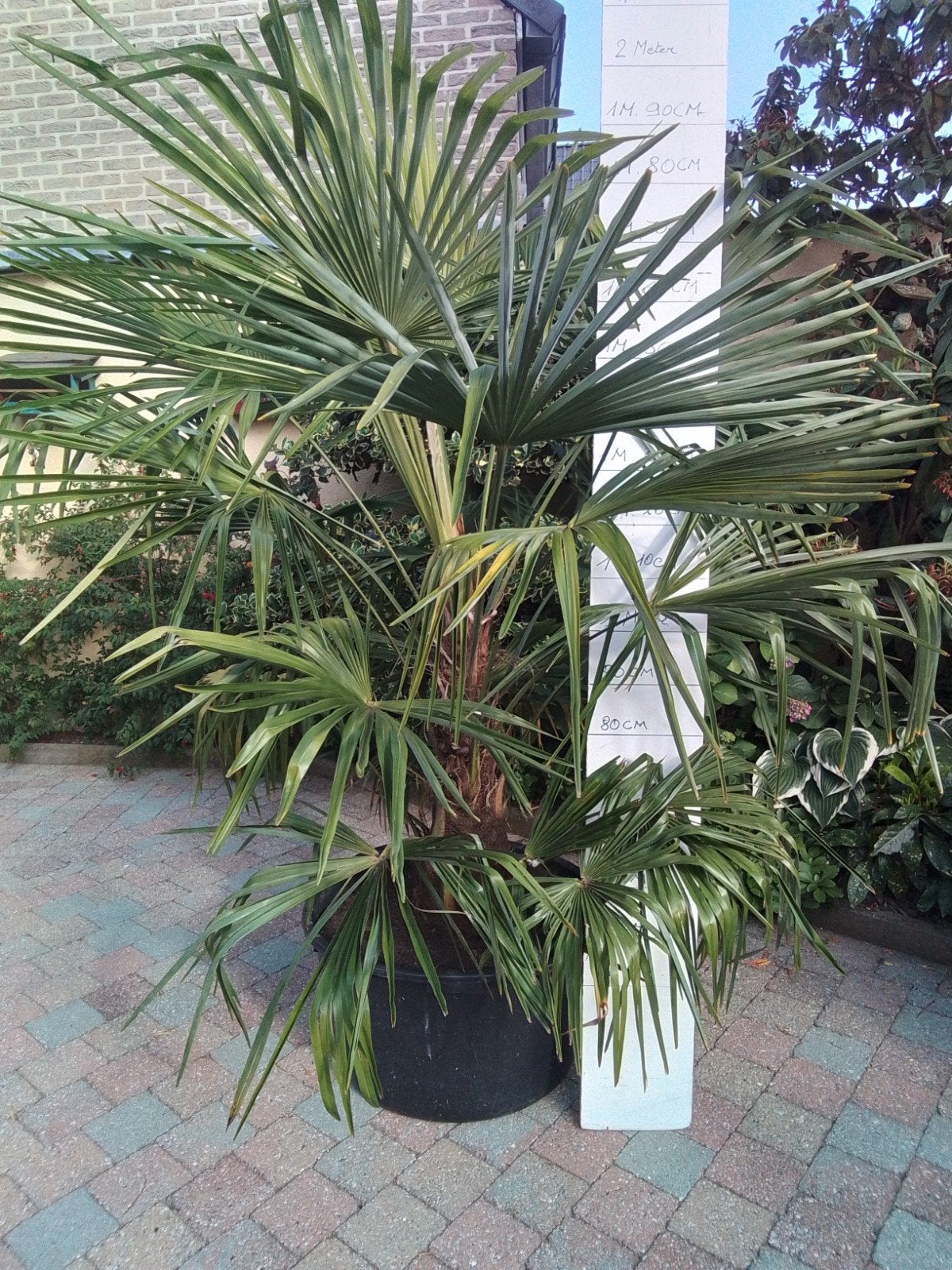 Trachycarpus fortunei, Tuin en Terras, Ophalen