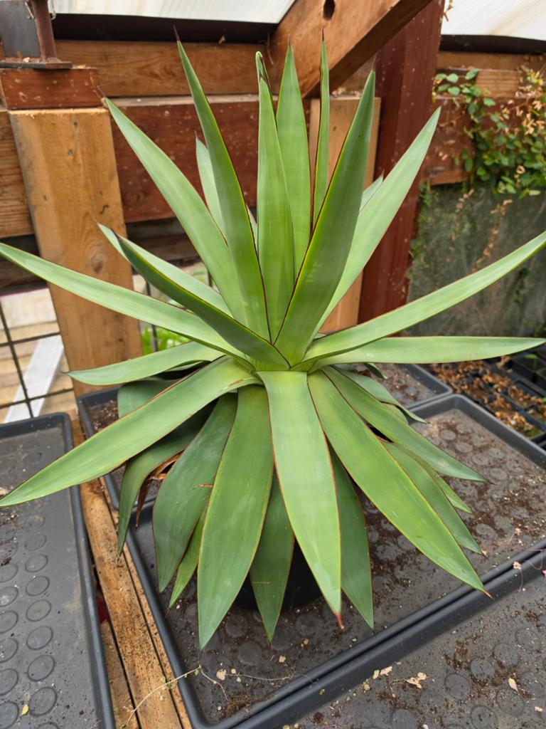 Agave romanii, Ophalen