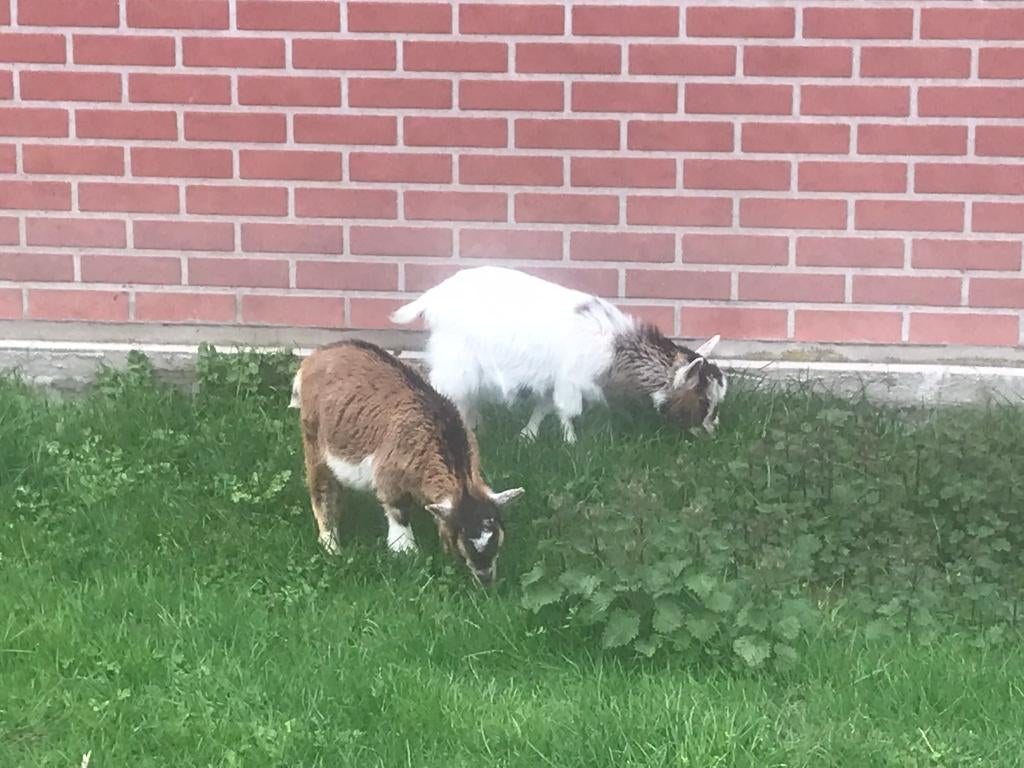 dwerg geitjes, Dieren en Toebehoren, Meerdere dieren, Geit, 0 tot 2 jaar