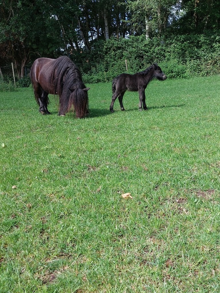 Shetland veulentjes, Dieren en Toebehoren, 0 tot 2 jaar, Hengst, A pony (tot 1.17m), Onbeleerd