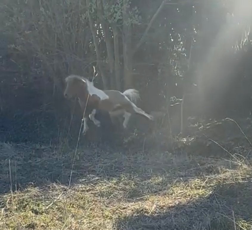 Shetlander, Dieren en Toebehoren, Pony's, Gechipt, 0 tot 2 jaar, Hengst, A pony (tot 1.17m)
