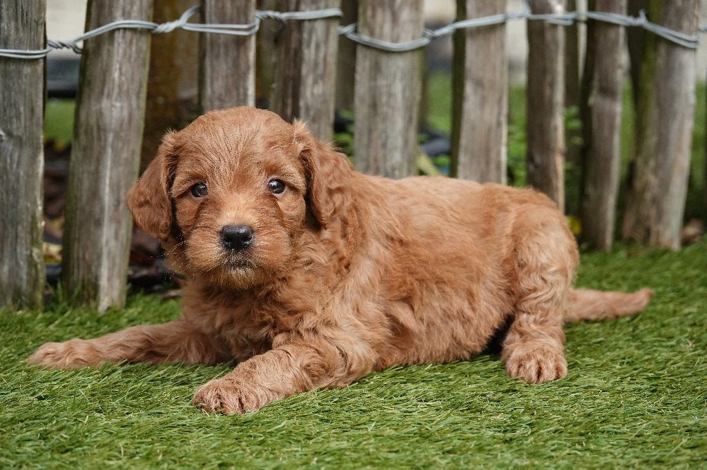 Chiots Goldendoodle taille moyenne (abricot & abricot/rouge), Maladie de Carré (chiens), Autres races, Plusieurs, Belgique