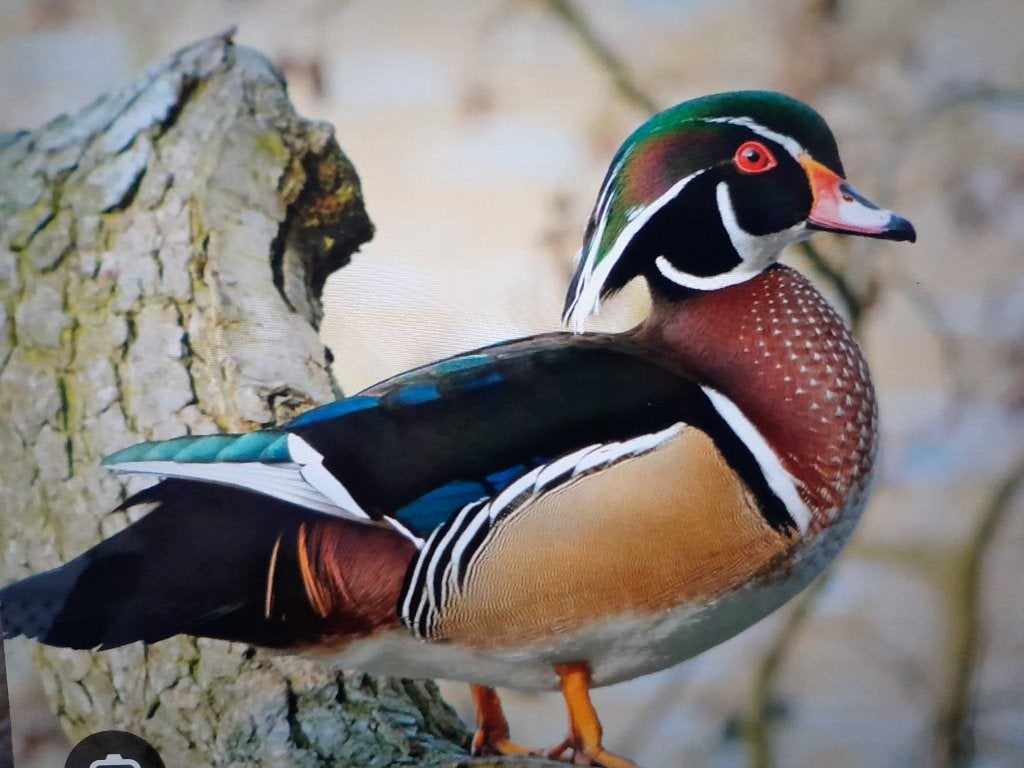 carolina eend/ siereenden, Dieren en Toebehoren, Pluimvee, Eend