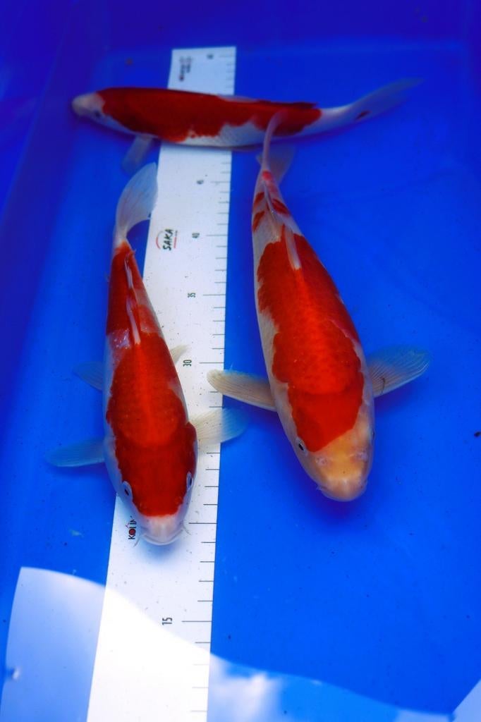 QG Kohaku