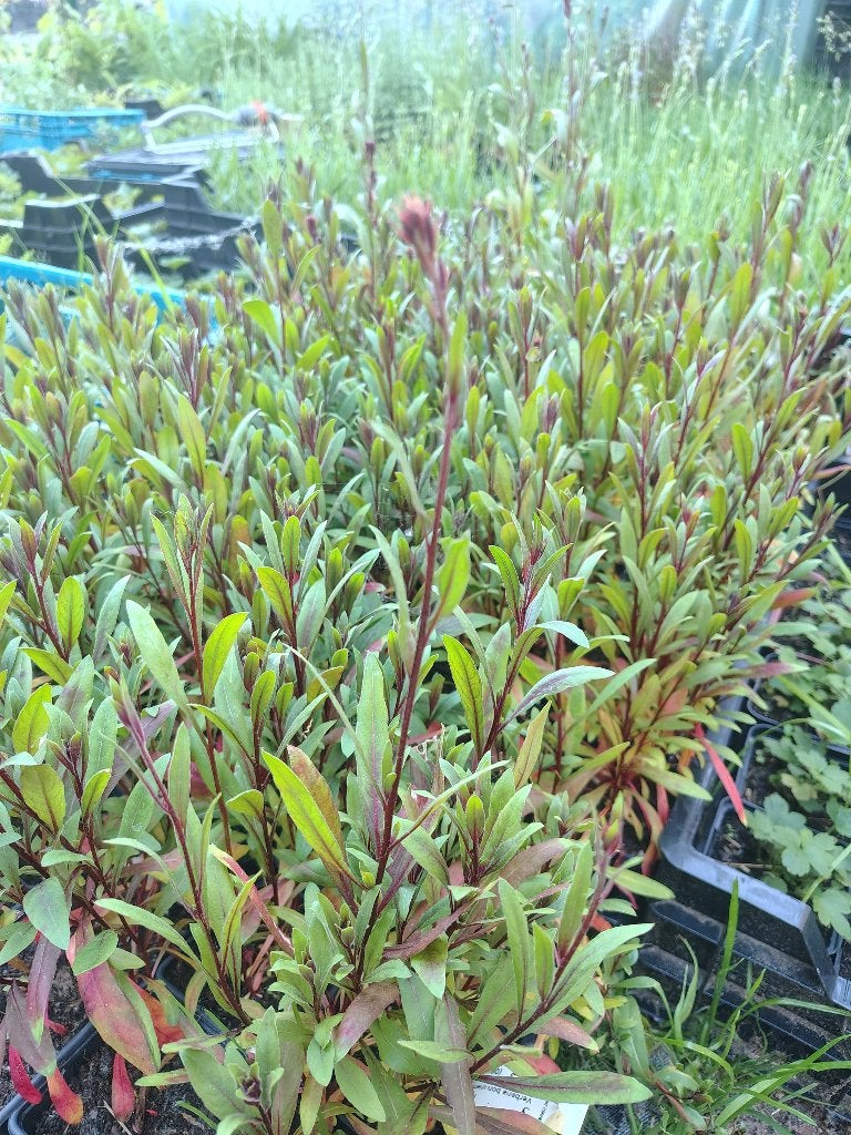 Diverse planten te koop formaat P9, Tuin en Terras, Ophalen, Vaste plant