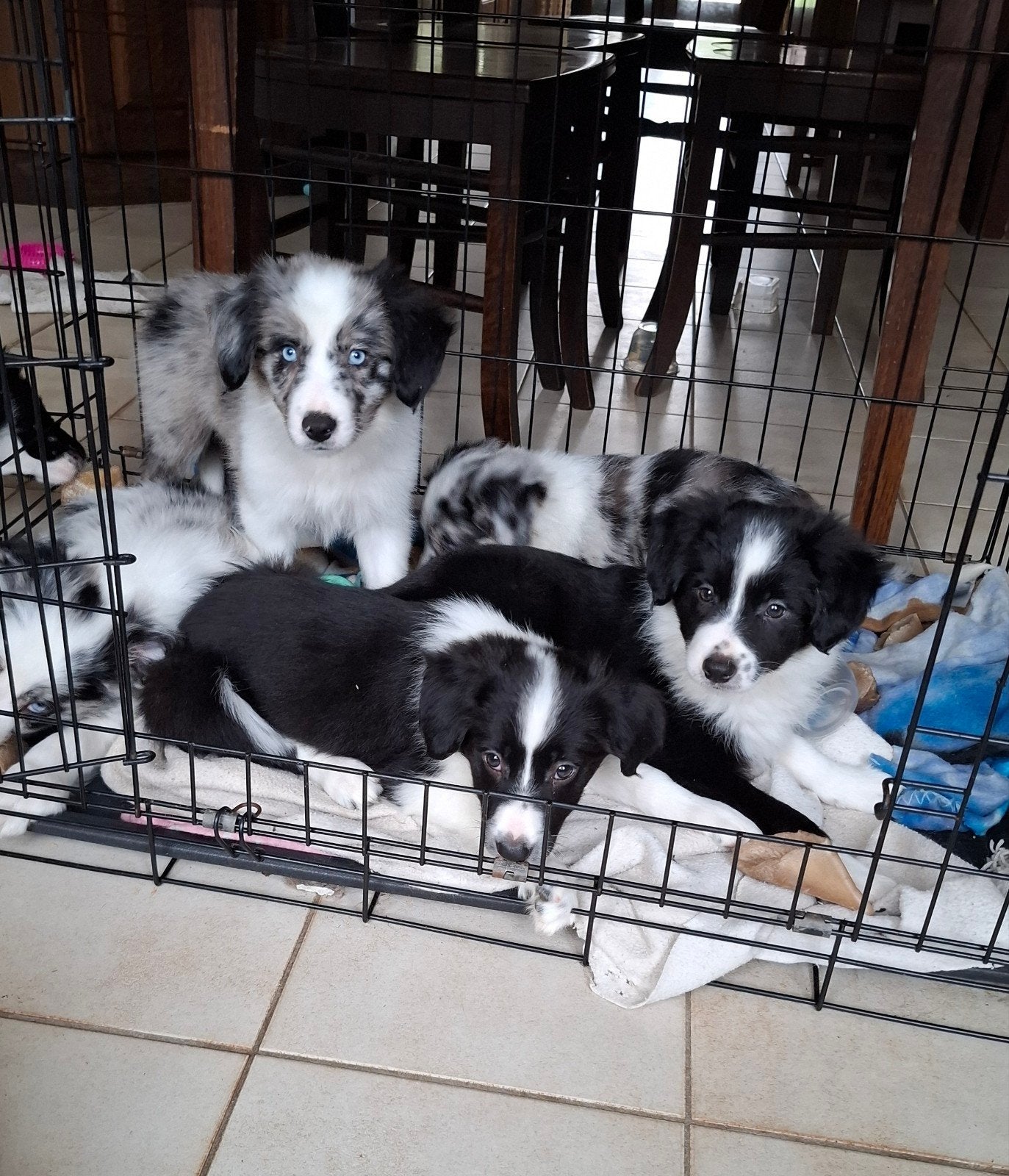 Leuke zwart-witte en bleu merle border collie pups, België, CDV (hondenziekte), 8 tot 15 weken, Collie