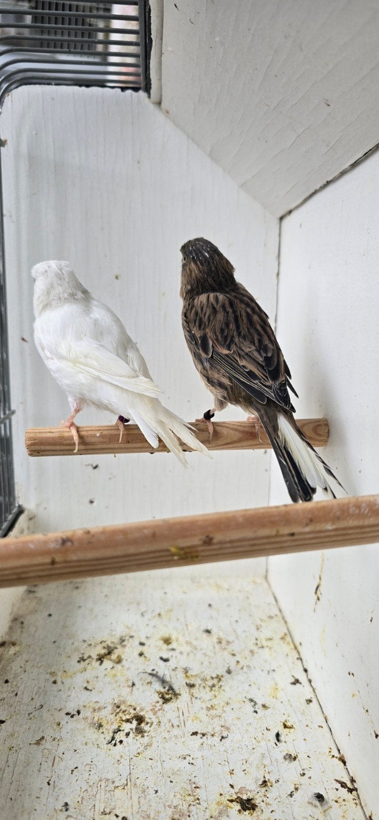 Koppel kanarie, Dieren en Toebehoren