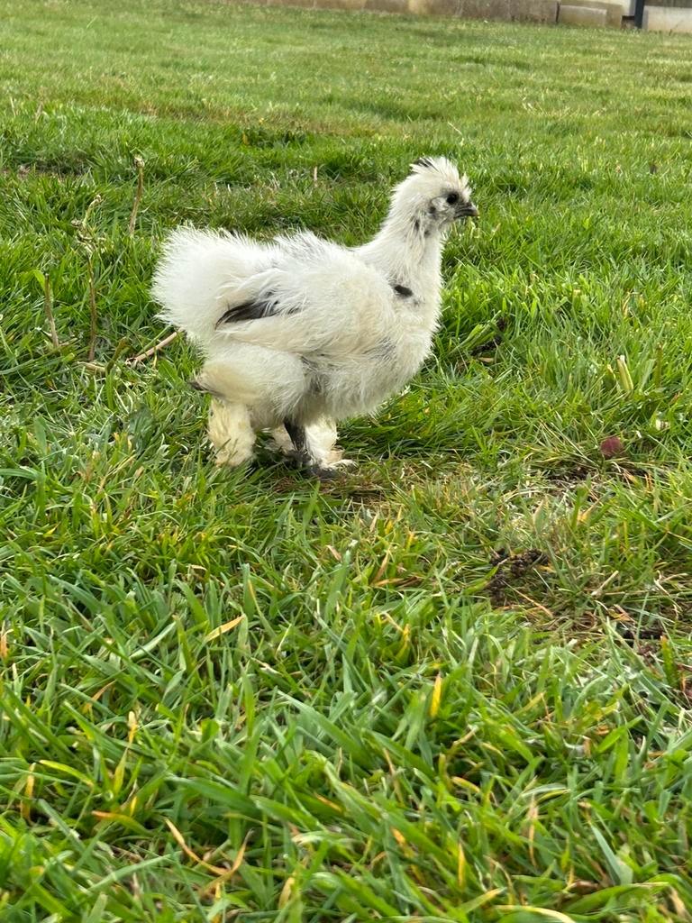 1 wit kuiken van zijdehoen te koop (6 weken oud), Sexe inconnu, Poule ou poulet