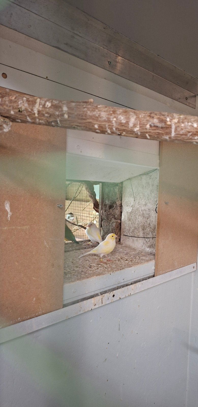 kanaries te koop, Dieren en Toebehoren, Vogels | Kanaries