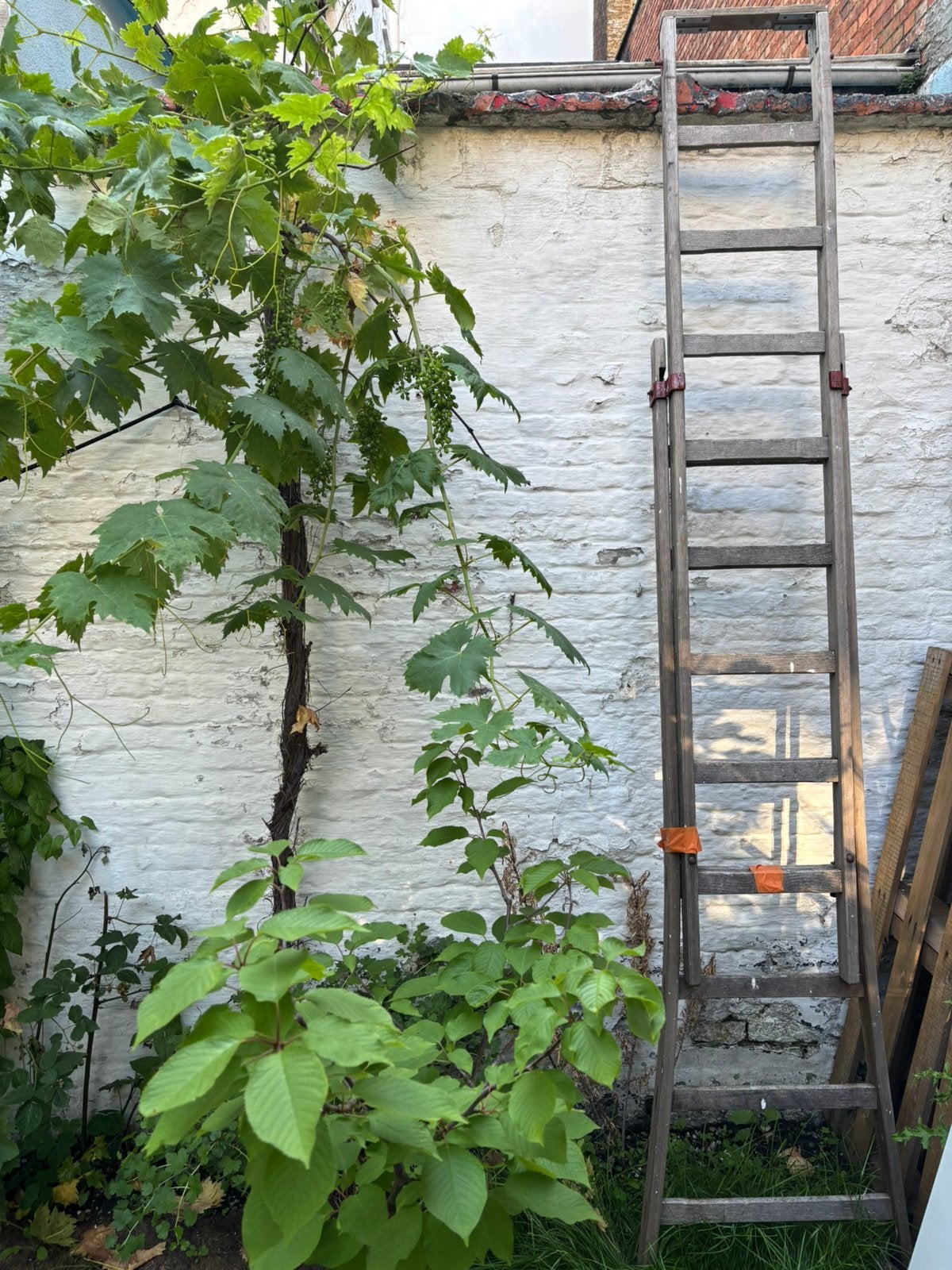Houten ladder, Ophalen, Gebruikt, Ladder, Opvouwbaar of Inschuifbaar