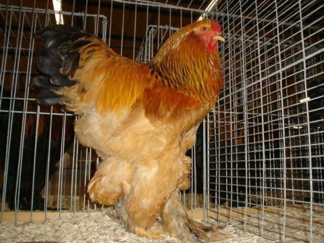 Brahma buff columbia haan, Mâle, Poule ou poulet