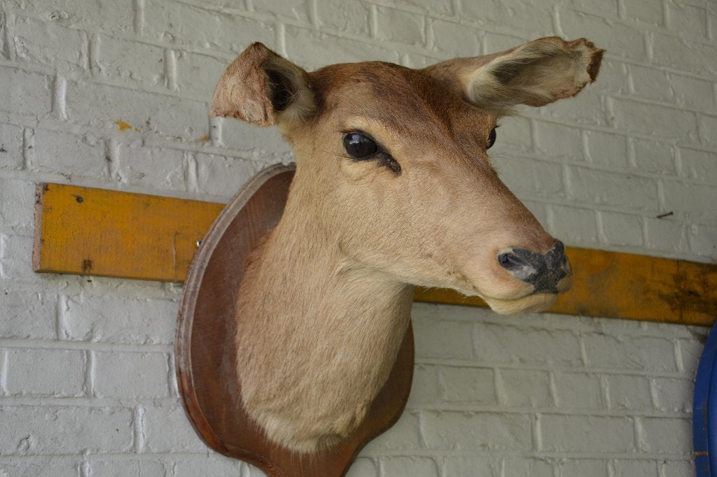 taxidermie Hinde, Ophalen, Gebruikt, Hert, Gewei of Kop