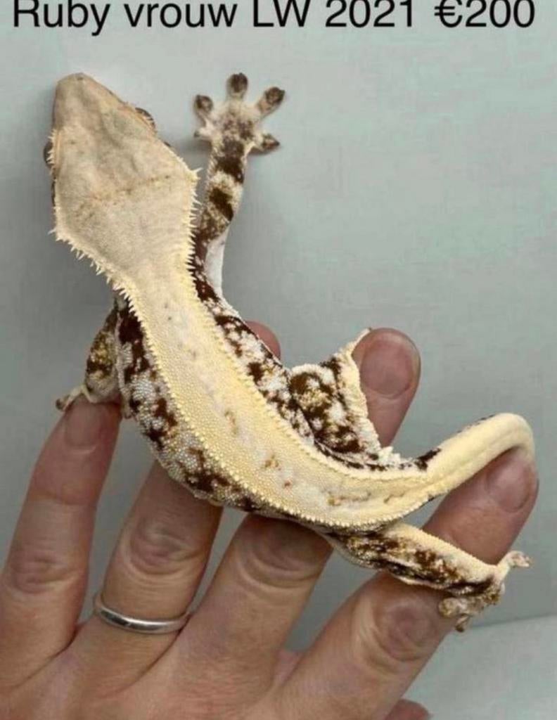Wimpergekko