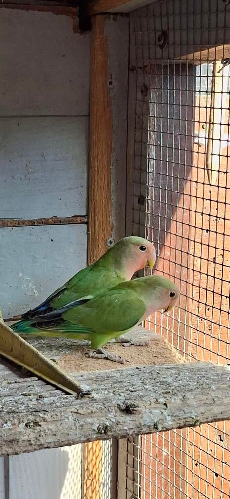 Agapornis, Dieren en Toebehoren