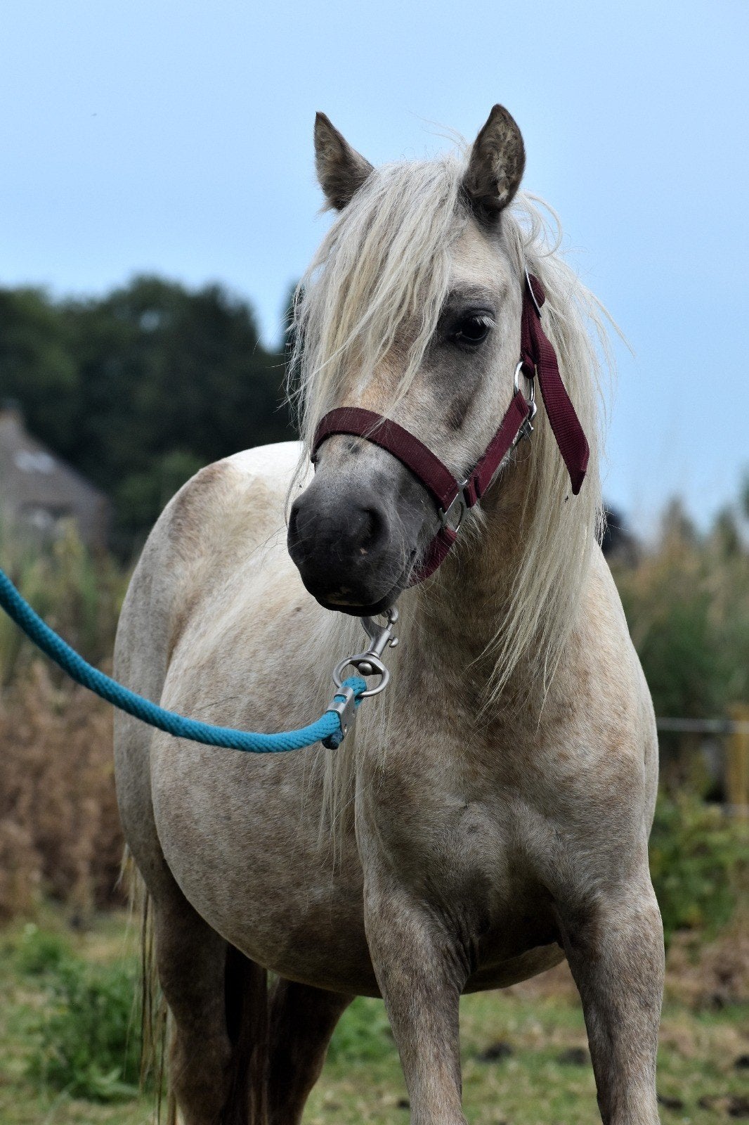 Super gave grote shetlander palomino merrie met veulen, Dieren en Toebehoren, Paarden, Merrie, M