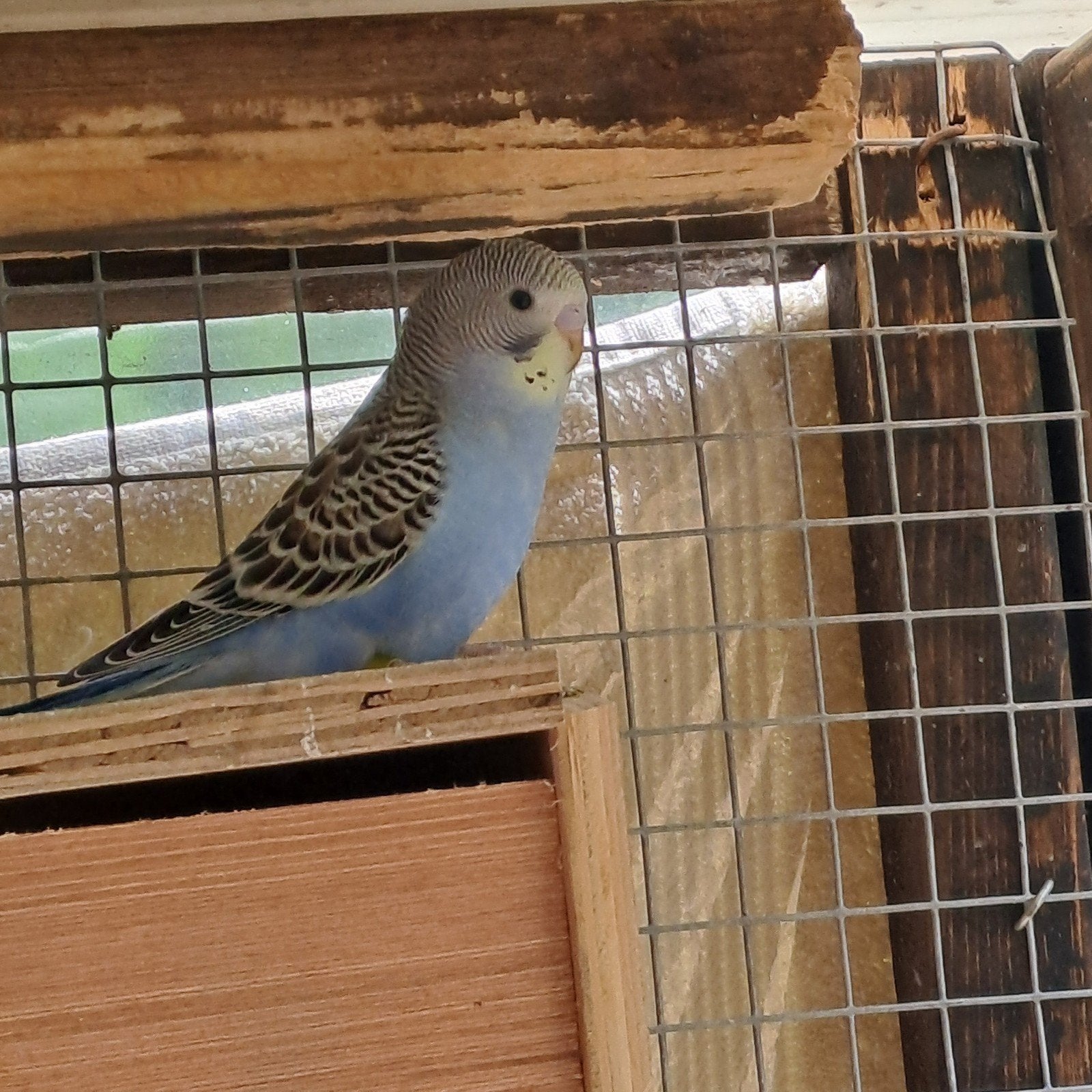 Jonge grasparkiet, Sexe inconnu, Perruche, Bagué