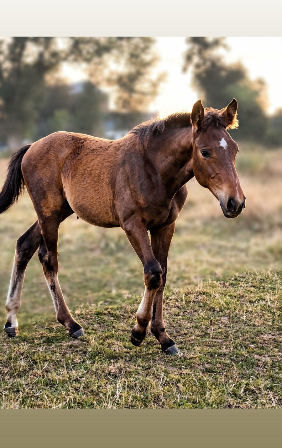Merrieveulen, Dieren en Toebehoren, Merrie, Minder dan 160 cm, 0 tot 2 jaar, Gechipt
