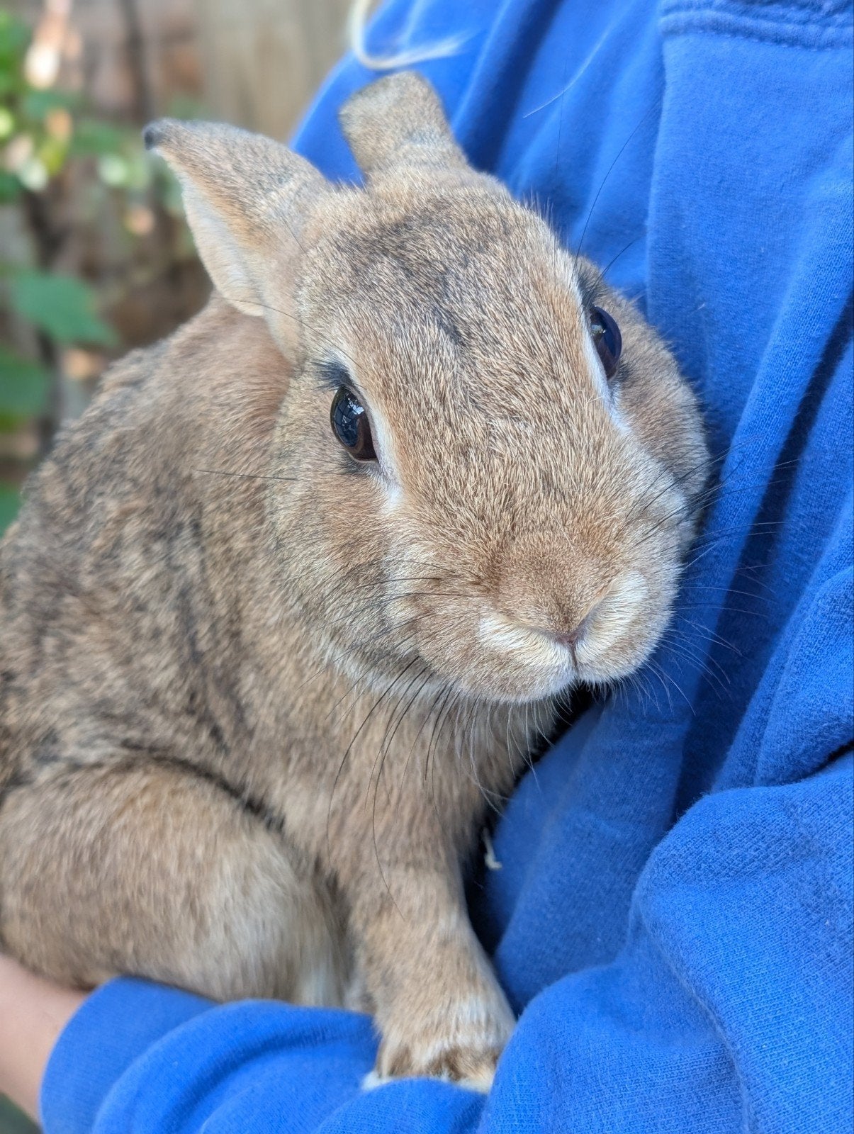 mannelijk konijn, Dieren en Toebehoren, Mannelijk, Klein, 0 tot 2 jaar