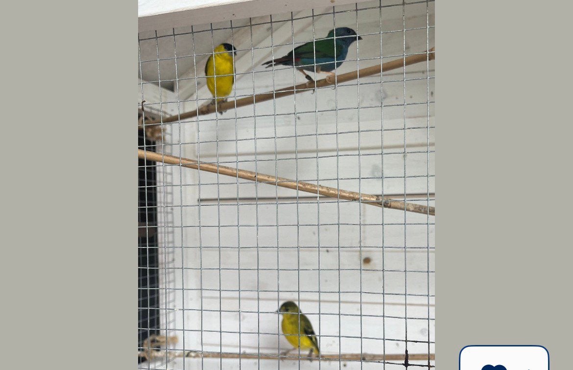 Vogeltjes Colombiaans sijsje koppel knal geel