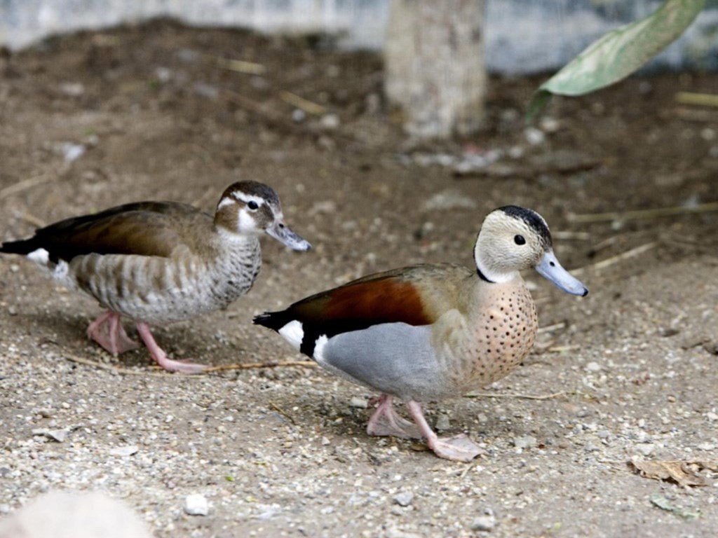 roodschoudertalingen, Dieren en Toebehoren, Pluimvee, Meerdere dieren, Eend