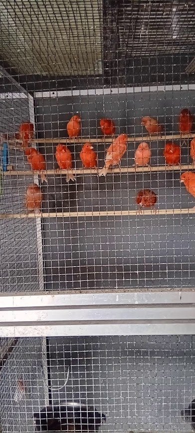 kanaries  rood, Dieren en Toebehoren, Meerdere dieren, Kleurkanarie