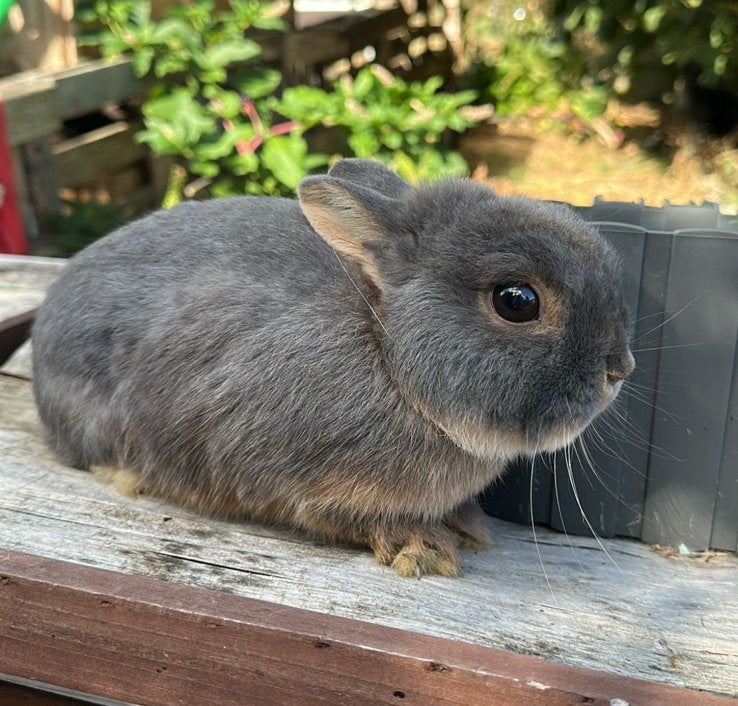 Kleurdwerg ram, Dieren en Toebehoren, Mannelijk, Dwerg, 3 tot 5 jaar