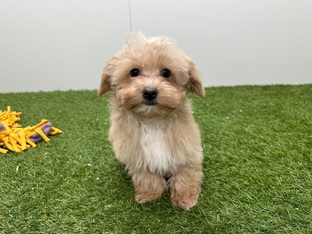 Chiots Maltipoo, 15 semaines à 1 an, Maladie de Carré (chiens), Petit, Éleveur | Professionnel