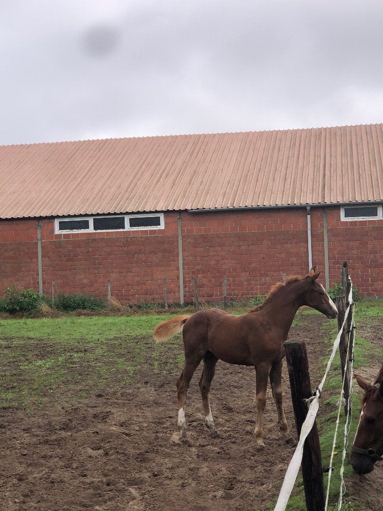 Chique veelbelovend hengstveulen, Springpaard, Met stamboom, 0 tot 2 jaar, Hengst