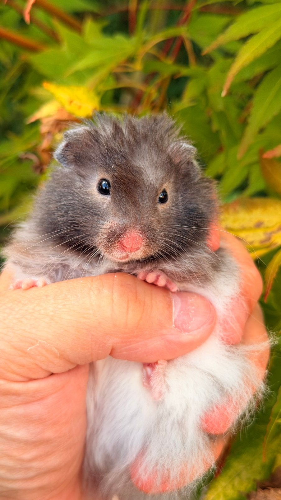 Hamster Syrien à poil long, Juillet, Mâle