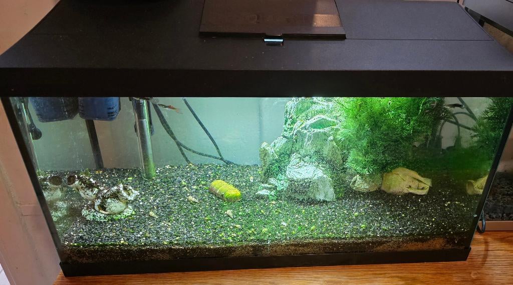 Aquarium 60x30 met vissen, Ophalen, Gebruikt