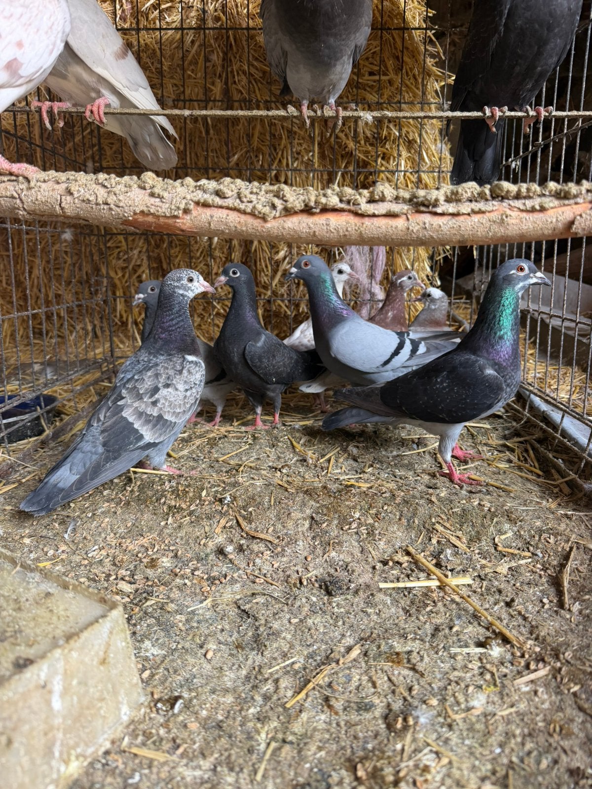 Jonge duiven, Animaux & Accessoires, Oiseaux | Pigeons