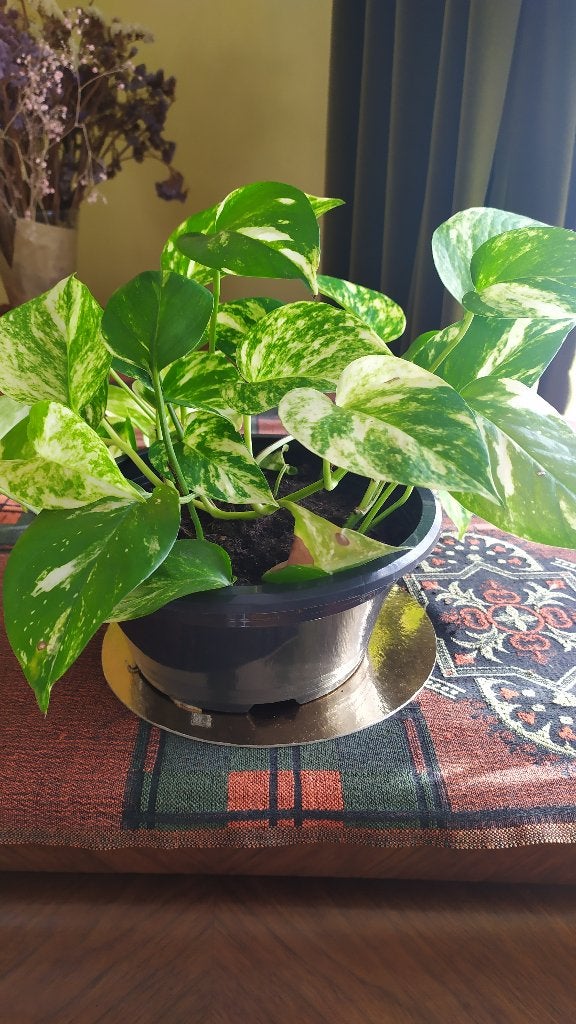 Pothos, Maison & Meubles, Plante verte, Enlèvement, Autres espèces, Moins de 100 cm