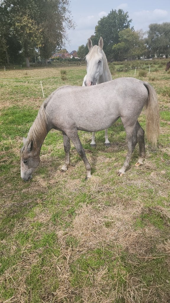 Cheval, Cheval de dressage, Avec puce électronique, Moins de 160 cm, 0 à 2 ans