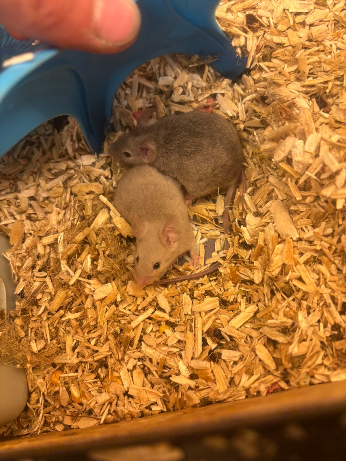 jonge witte en gekleurde muizen, Dieren en Toebehoren, Knaagdieren, Juli, Meerdere dieren, Muis