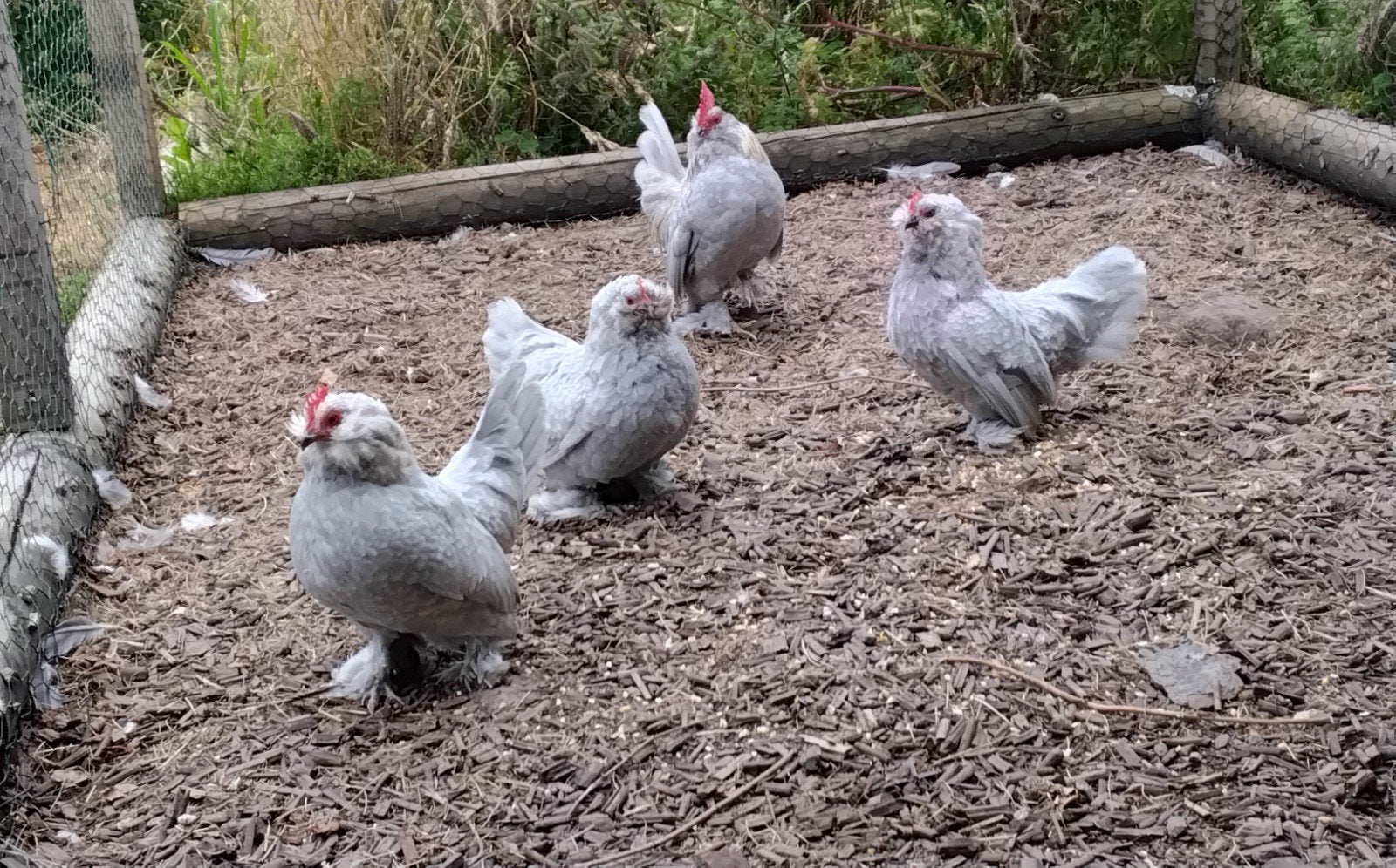 Ukkelse baardkriel kippen, Dieren en Toebehoren, Pluimvee