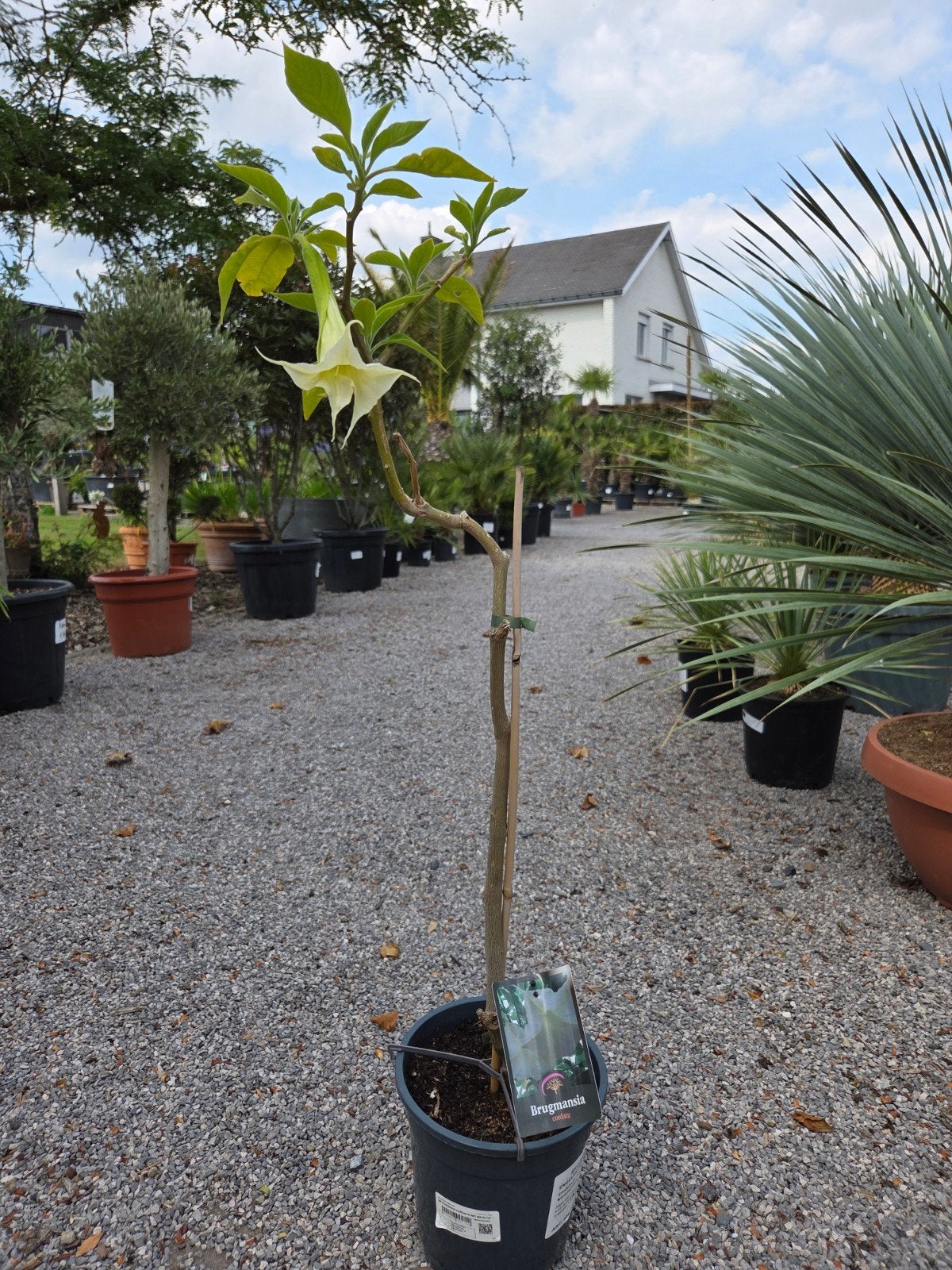 Brugmansia - Datura, Ophalen