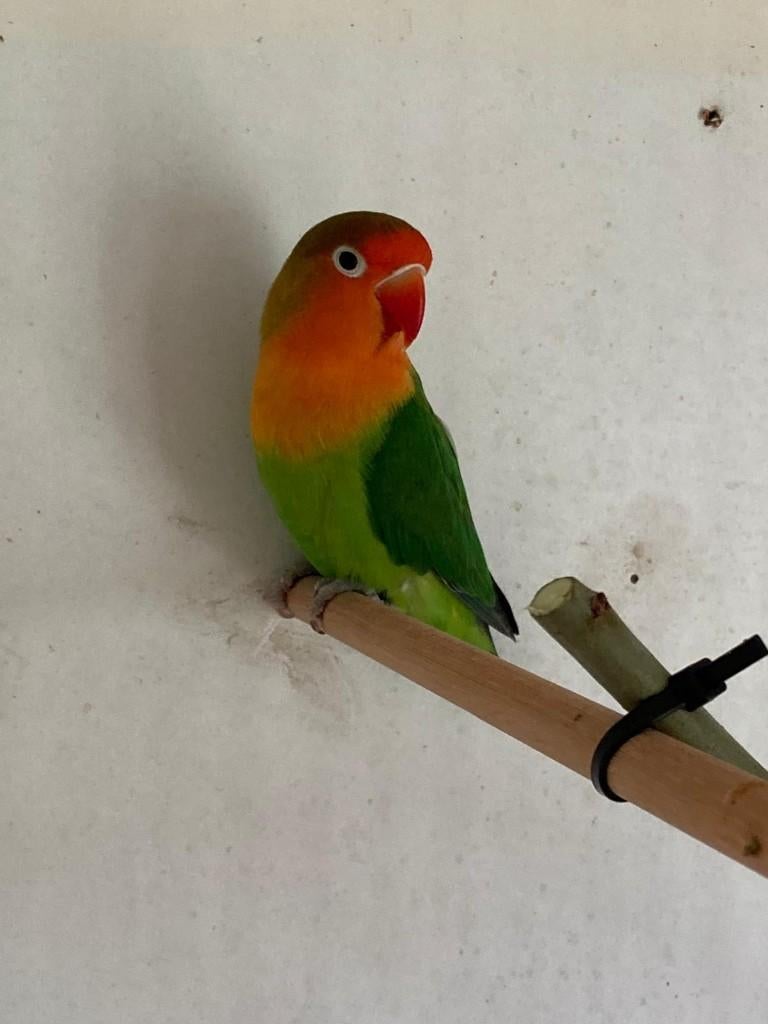 zeer mooie Fischeri man   geringd, Dieren en Toebehoren, Mannelijk, Dwergpapegaai of Agapornis, Geringd