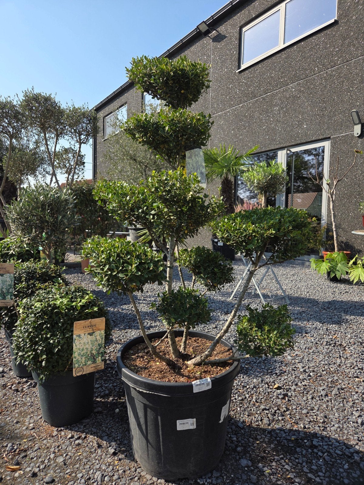 Ilex Green Crenata Bonsai, Tuin en Terras, Ophalen