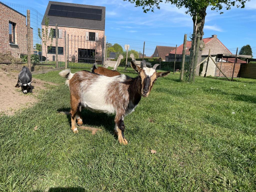 Dwerggeit met bokje, Dieren en Toebehoren, Schapen, Geiten en Varkens