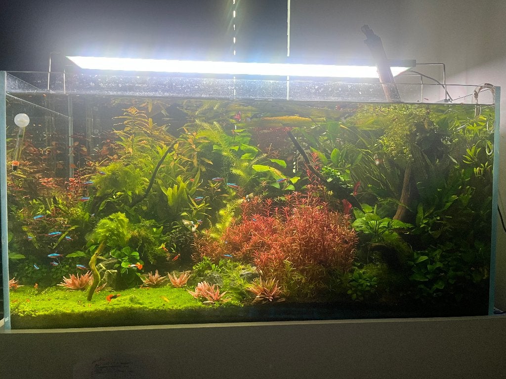 Visbestand, Poissons inclus, Comme neuf, Enlèvement, Autres types