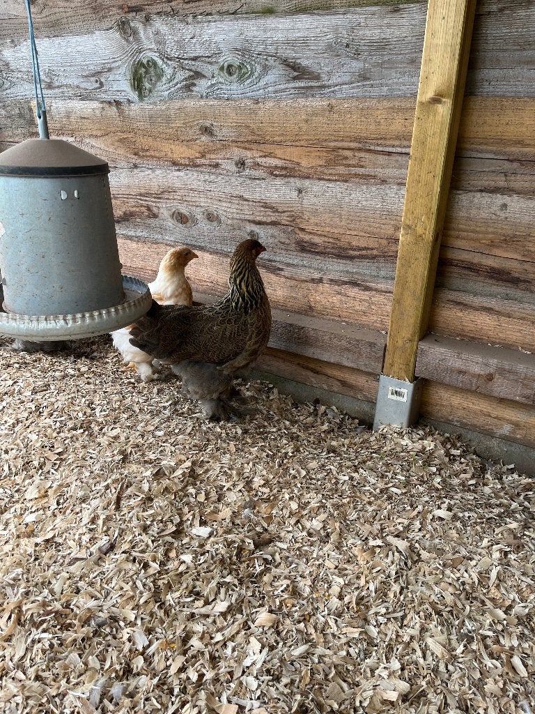 Brahma kippen, Plusieurs animaux, Poule ou poulet