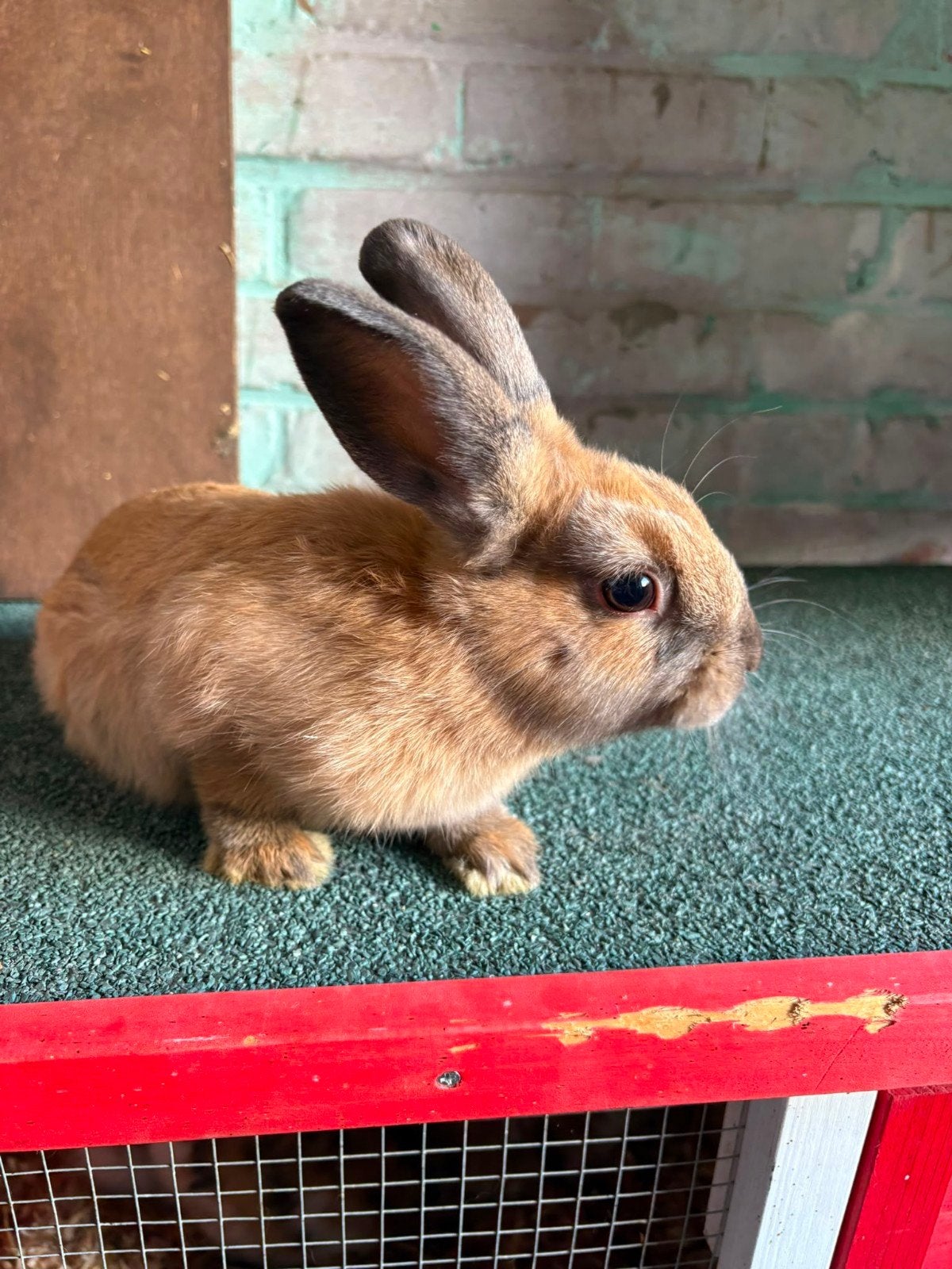 konijn  te koop, Dieren en Toebehoren, Mannelijk, Klein, 0 tot 2 jaar