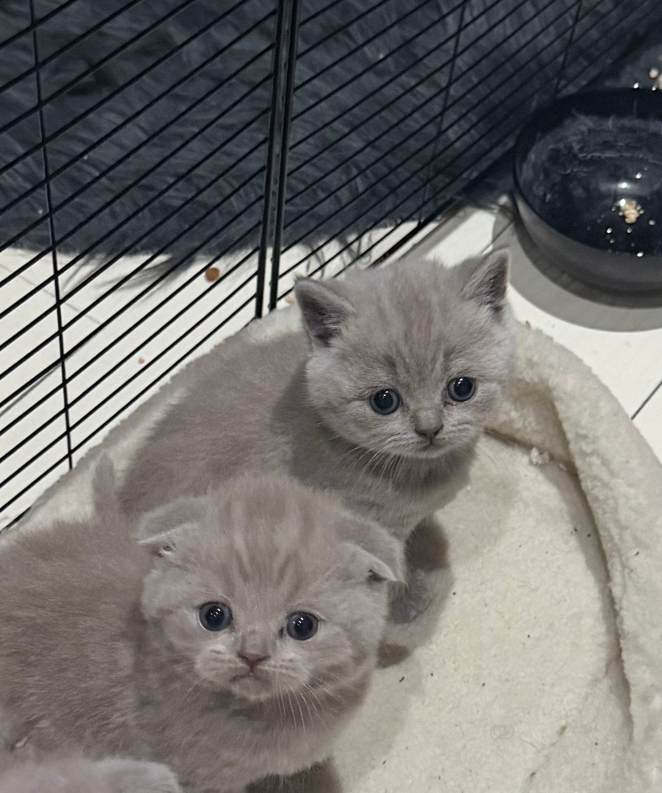 chat british femelle disponible et mal shorthaire, Animaux & Accessoires, Chatte ou Chat, Vermifugé, 0 à 2 ans