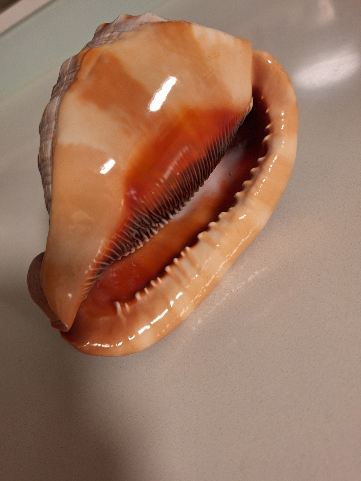 schelp 15 cm