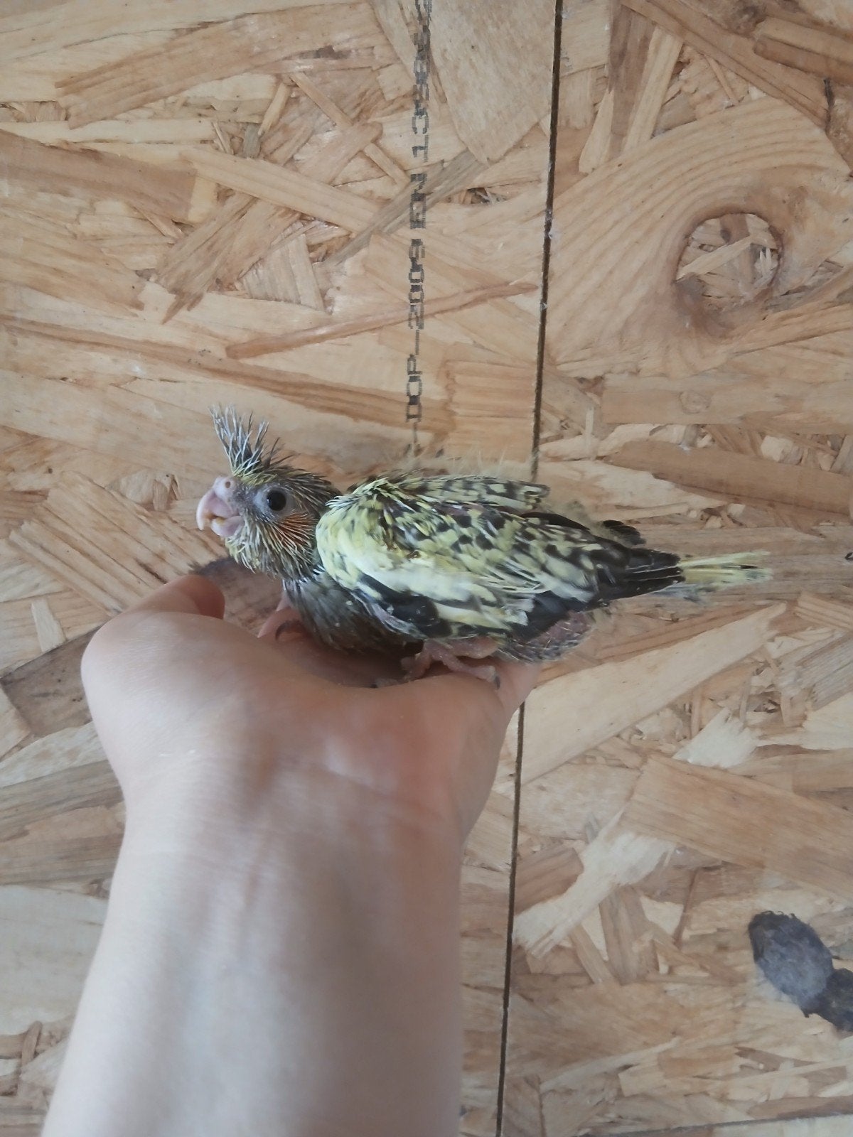 valkparkieten voor handopfok, Animaux & Accessoires, Oiseaux | Perruches & Perroquets, Sexe inconnu, Perruche, Domestique