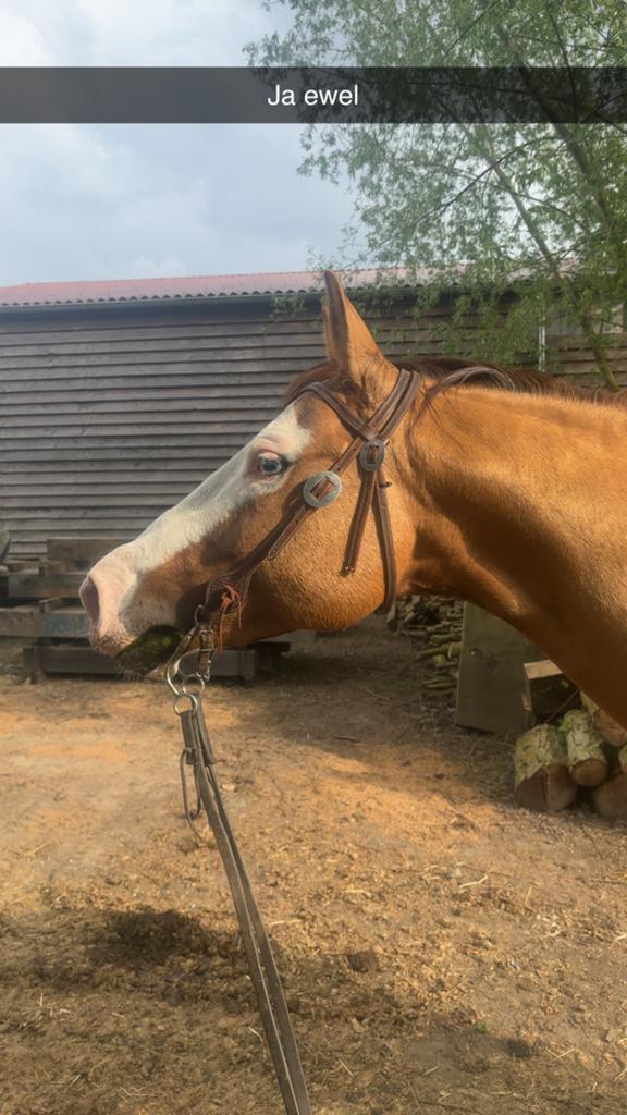 AQHA dekhengst