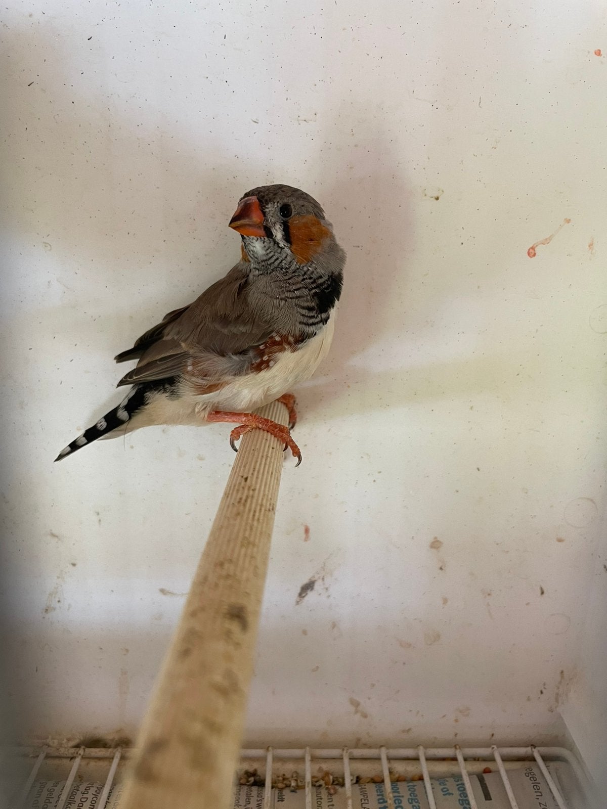 Zebravink, Dieren en Toebehoren, Vogels | Overige Vogels, Mannelijk