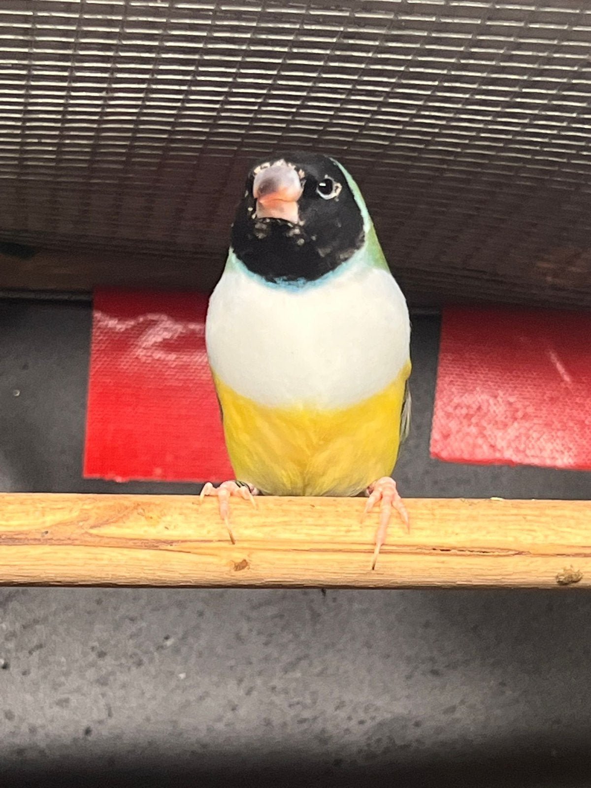 Koop gould amandine  /Vendre des oiseaux diamant gould, Plusieurs animaux, Perruche, Domestique