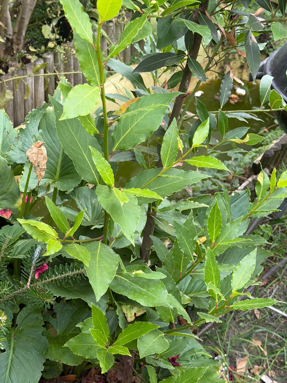 Tuinplanten GRATIS, Ophalen of Verzenden