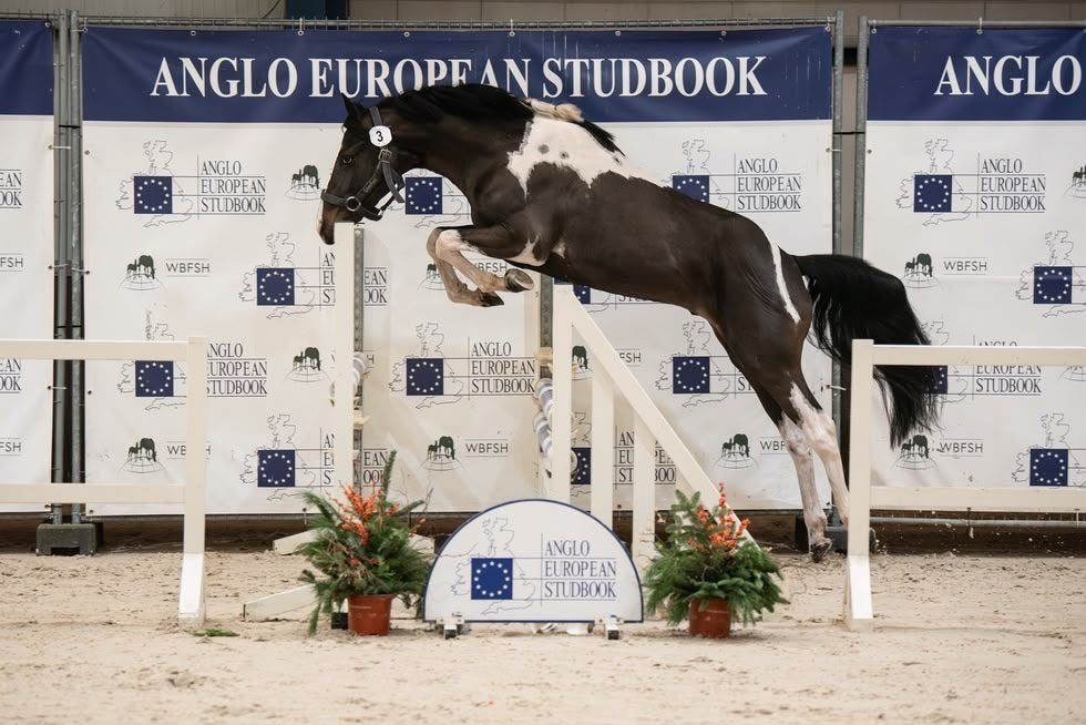 D pony 3 jaar, Avec pedigree, Débourré, Poney D (1.37 m à 1.48m), Étalon
